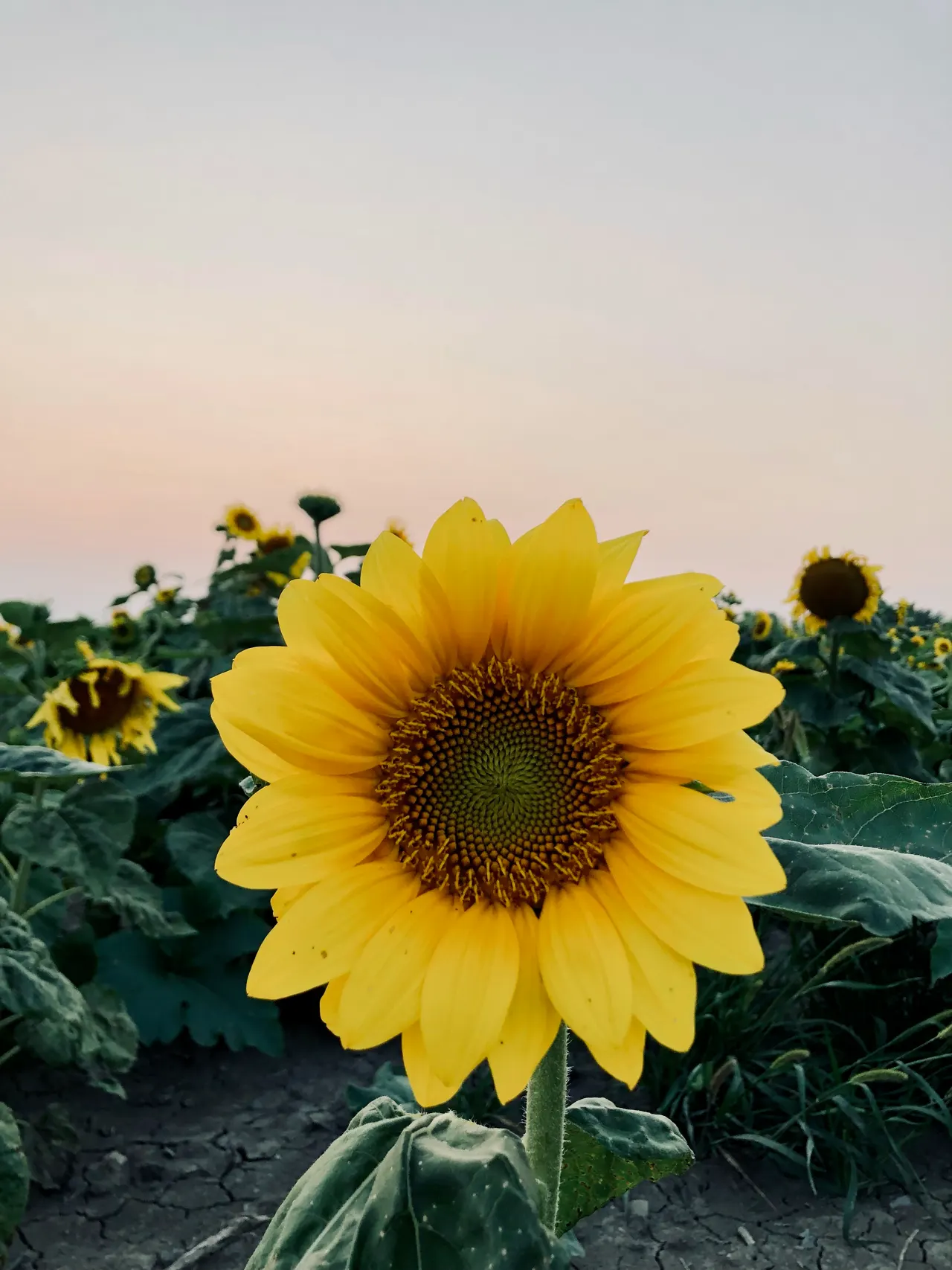 A sunflower in the farm fields at Fruition Berry Farm